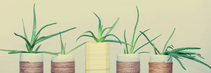 Sechs Sukkulenten in Blumentöpfen